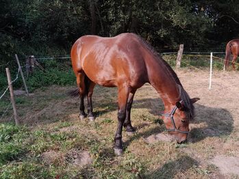 Friese-Warmblut-Mix sucht neues Zuhause, Tabea, Pferd kaufen, Haselünne