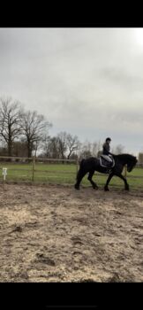 Friesen 12 Jahre, Nina, Pferd kaufen, Spelle
