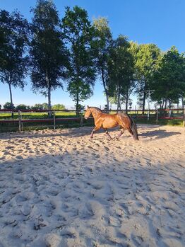 Friesenmix sucht Traumzuhause