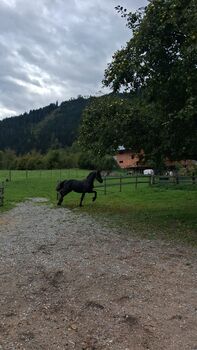 Friesenstute KFPS