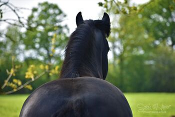 Friese Friesenstute Beisteller, Xenia Dähnrich, Horses For Sale, Klein Wesenberg