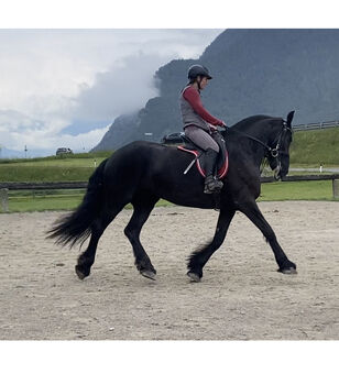 Friesenstute, Manuela, Horses For Sale, Mieming