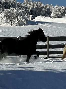 Friesenstute, Manuela, Horses For Sale, Mieming