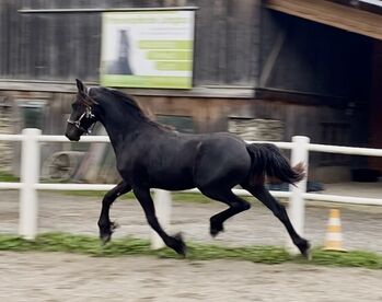 Friesenstute, Barbara , Horses For Sale, St. Michael 