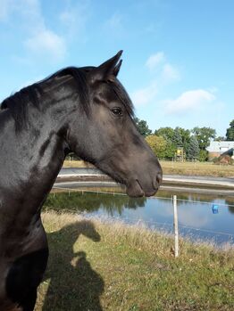 Friese Friesenstute Beisteller