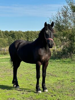 Friesian mare