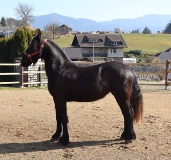 Friesen Stute, Tanja , Horses For Sale, Slovenj Gradec 