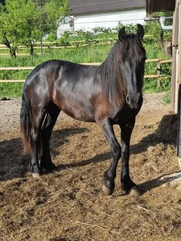 Friesen Stute, Tanja , Horses For Sale, Slovenj Gradec 
