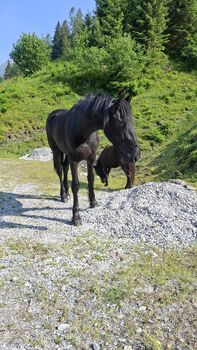 Friesenstute KFPS, Celina, Horses For Sale, Dorfgastein