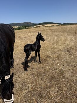 Friesenmix Hengstfohlen, Engel , Horses For Sale, Winnweiler 