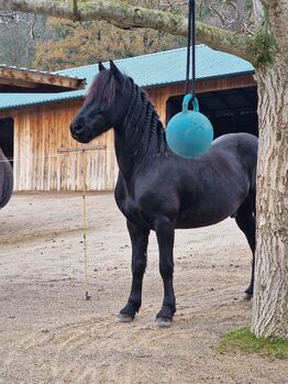 Verkaufe Friesenmixwallach zum Weiterausbilden, Jennifer , Horses For Sale, Wien, Liesing