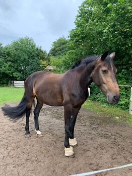 Friesen / Oldenburger Stute mit Charakter als Freitzeitpartner