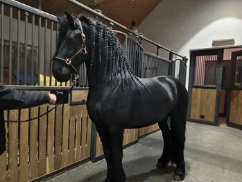 Friesenhengst,  Leuthner, Horses For Sale, Gföhl