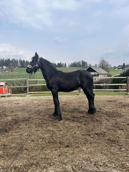 Friesen Hengst, Tanja , Horses For Sale, Slovenj Gradec 
