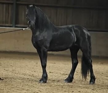 Friesenhengst mit KFPS Papier