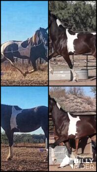 Friesian Warmblood mare, Giada, Pferd kaufen, Tucson