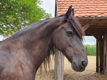 #friesianlove #blackpearl, WOW Pferd  (WOW Pferd), Pferd kaufen, Bayern - Attenkirchen