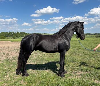 Friesian stallions