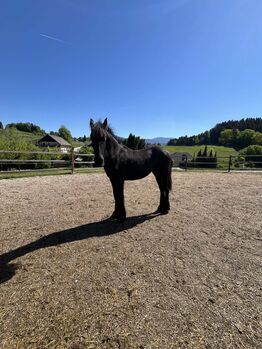 Friesen Hengst, Tanja , Horses For Sale, Slovenj Gradec 