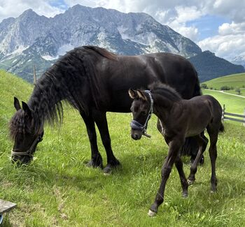 Friesen Hengstfohlen, Silvia, Horses For Sale, Irdning