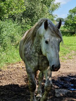 Friesenmix in weiß, Miriam , Horses For Sale, Süderlügum