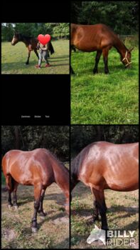 Friese-Warmblut-Mix sucht neues Zuhause, Tabea, Horses For Sale, Haselünne