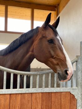 Freizeitpferd, Caroline Bächle, Horses For Sale, Freiburg