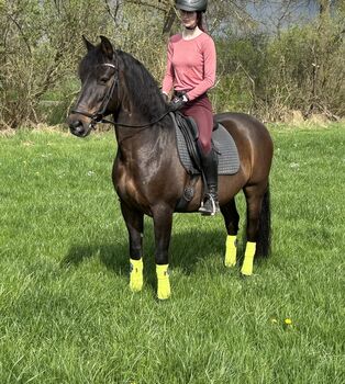 Freizeit Pferd