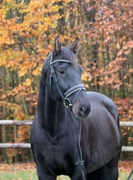 Freizeitpferd zu verkaufen, Jessica Kowalczyk, Horses For Sale, Büchen