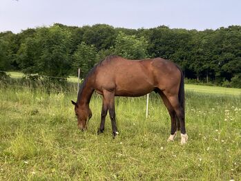 Freizeitpferd Wallach, Jasmin, Horses For Sale, Dingelstädt 