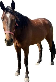 Freizeitwallach 8 Jahre, Lucia, Horses For Sale, Cham 