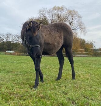 Frostys Chic Olena Enkelin in Grullo, Kerstin Rehbehn (Pferdemarketing Ost), Horses For Sale, Nienburg