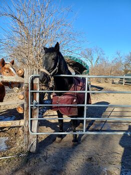 Friesen-Warmblutwallach zu vergeben!