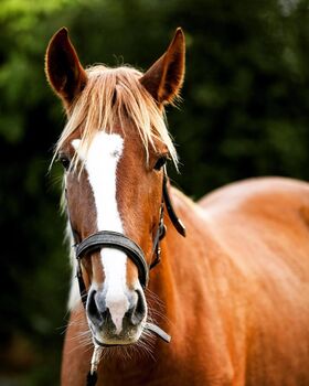 Fuego angeritten bereit für Familie!, Post-Your-Horse.com (Caballoria S.L.), Horses For Sale, Rafelguaraf