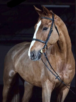 Fürs Turnier oder Freizeit – Selle Français mit Klasse und Charakter, Viktória Varga, Horses For Sale, Gödöllő