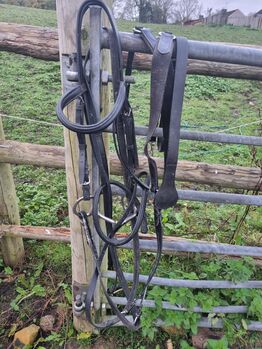 Full size bridle, Tina sanders, Bridles & Headstalls, Bristol