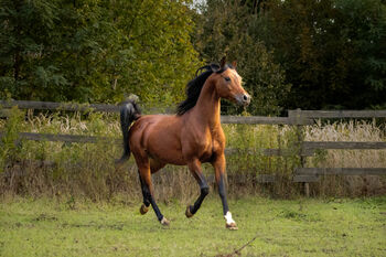 Vollblutaraber hengste, Al-Sahl al-Kabir Arabians, Horses For Sale, Nagyrécse