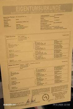 Vollblutaraberstute zu verkaufen!