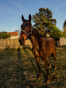 Vollblutwallach (Soldier of Honour) mit Potenzial sucht erfahrenen Partner