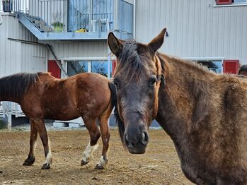 Foundation gezogene Quarter Horse Stute mit Herz und Talent