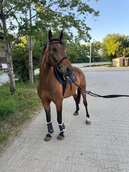 Furiose Sohn 6 Jährig, Kerstin , Pferd kaufen, Hohenbrunn 