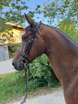 Furiose Sohn 6 Jährig