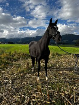 Furioso Stute sucht, Katrin Mayer , Horses For Sale, Kobenz 