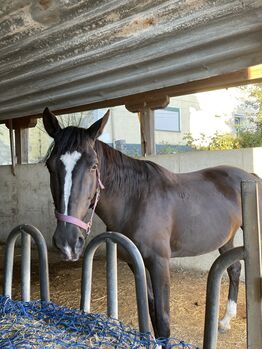 Furioso Stute sucht, Katrin Mayer , Horses For Sale, Kobenz 
