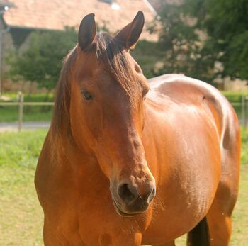 Furioso (Ungarisches Halbblut) Stute, Daphne Goedee , Horses For Sale, Medina 