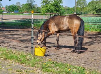Quater Pony