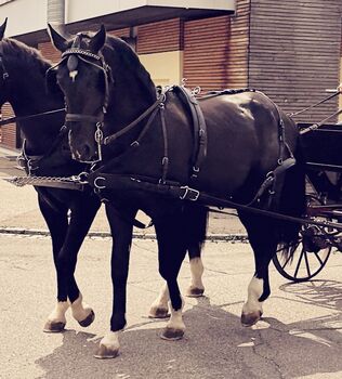 Vierjähriger Traumprinz, Sylvia Schwarz , Horses For Sale, Titisee-Neustadt 