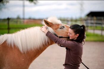 Physiotherapie für Pferde, Jennifer Kraft  (Physiotherapie Kraftpaket ), Therapy & Treatment, Bietigheim 