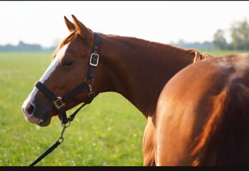 Ganz liebe, verschmuste Quarter Horse Stute