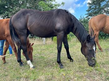 ganz lieber, verschmuster Quarter Horse Jährling in schwarz, Kerstin Rehbehn (Pferdemarketing Ost), Pferd kaufen, Nienburg